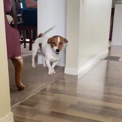 Meet Wally! He smiles whenever I come back from work ??