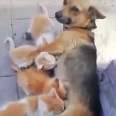 Foster mommy feeding the kittens.. ?