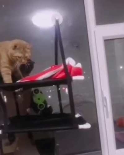 Gonna jump
