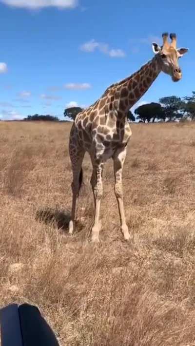 ? A giraffe eating some grass ?