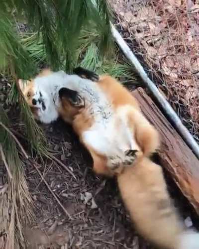 Happy little fox loves her human