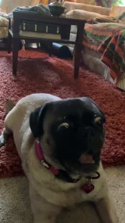 the dogs have eyes