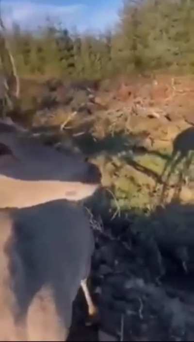 A friendly deer comes really close to the hunter who was trying to hunt it