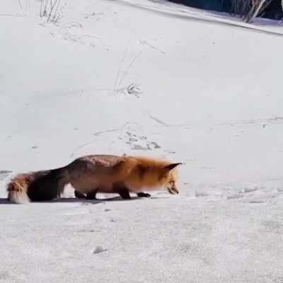 ? classic fox..