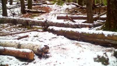 ? Trail Cam Montage