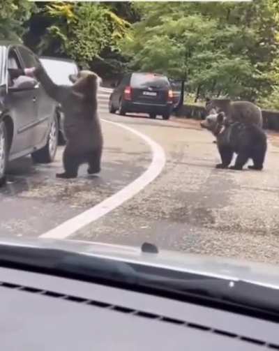 ?Guy gets a high five with a wild bear?