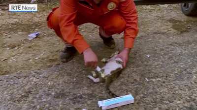 Turkish fire fighter applies burn cream to a cat that was rescued from the wildfires currently ravaging Turkey.