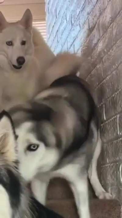 Cute Husky