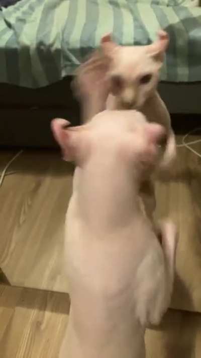[OC] My cat trying to fight itself be like: "How does he know my every move!!!"