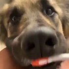 Brush brush brush