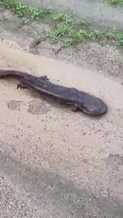 ? Giant Chinese Salamander can reach 1.8 meters and weigh around 64 kilos and is an endemic species of the streams of the forested and mountainous areas of eastern China.