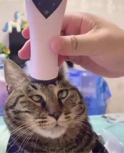 Now I want to try this on a cat.