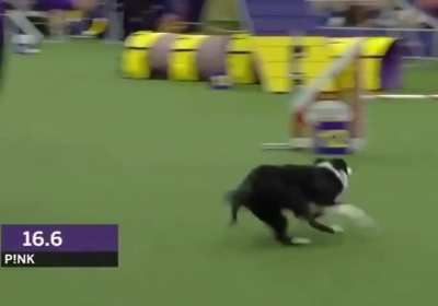 Pink the Border Collie absolutely demolishes an agility competition ?