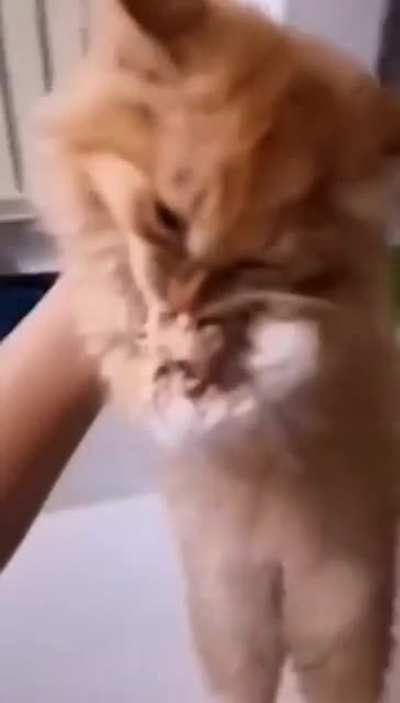 aaa give it back!