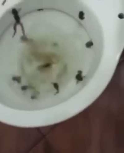 Title