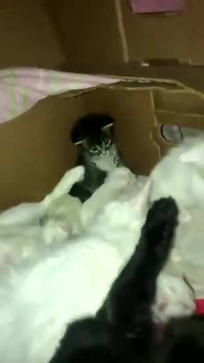 This kitten petting another smaller kitten will melt your heart ??