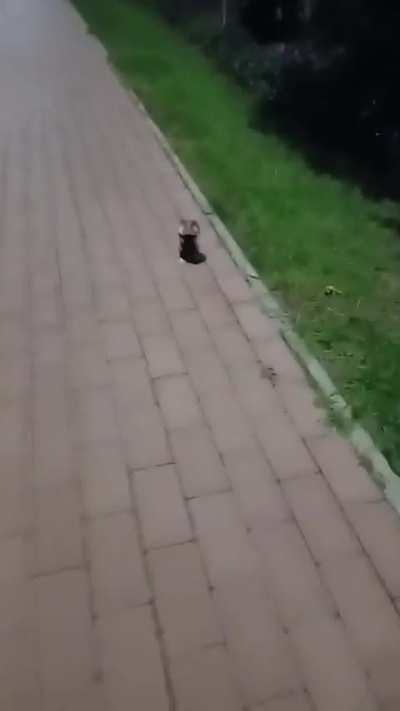 ? Wild hamster showing off its intimidation tactics