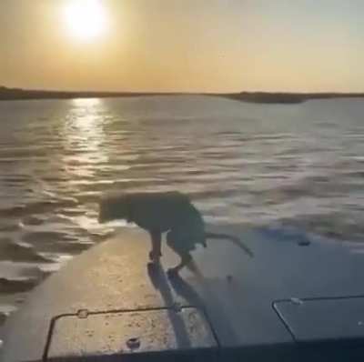 Enjoying the sunset..?