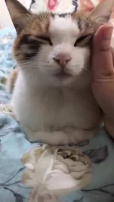 Have you tried rebooting your cat?