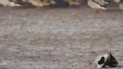 ? Falcon takes out duck at 340km/h