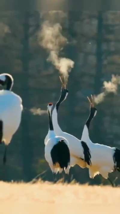 ? Red-crowned cranes singing a duet, partners will sing a duet to strengthen their lifelong bond.