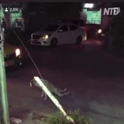 Poor dog ?