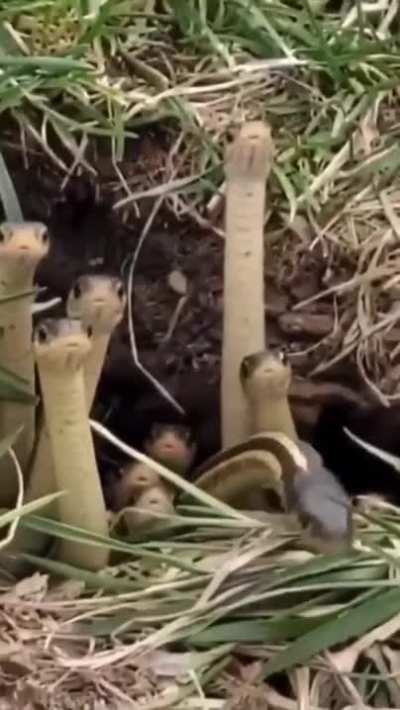 ? Just a bunch of curious snakes checking out their surroundings ?