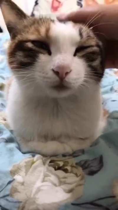 Watch the kitty relax.