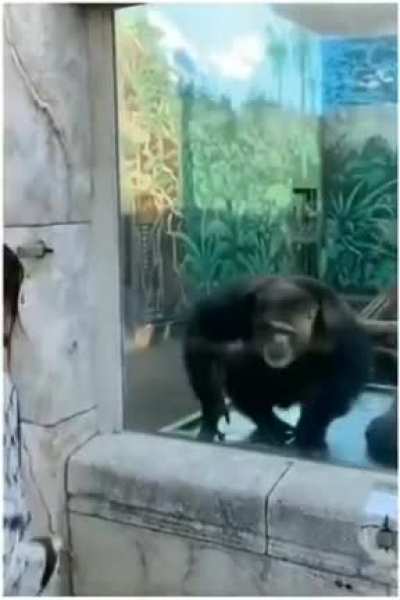 Classy Monkey