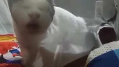 Aw da kitty......AHH