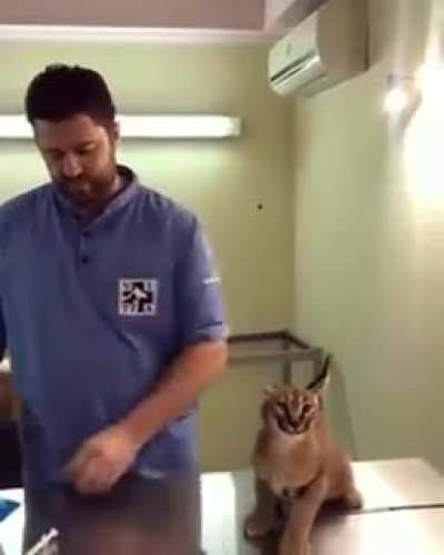 Hissy kitty at the vet