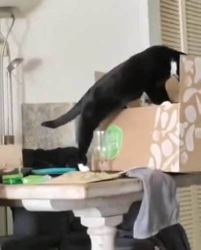 I still laugh about this one? (Cat didn't hurt himself!)