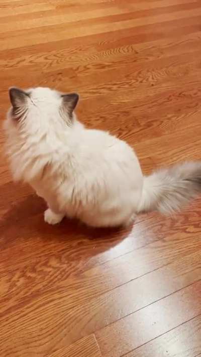 Coconut was asleep when the rest of the family went outside to play...she was Not. Happy. when she woke up to find them gone, and spent almost half an hour fussing at me and checking all over the house for them. ???