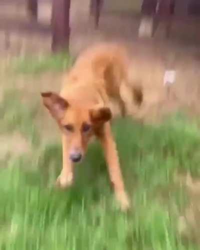This is what happens when you adopt a dog