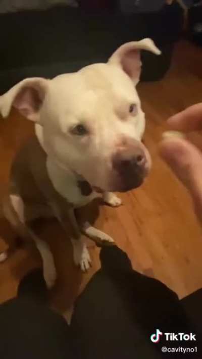 Dogs aren’t supposed to eat jellybeans.