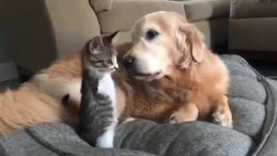 Cat and Dog Friends