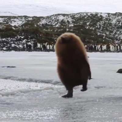 How cute is this King Penguin? ?
