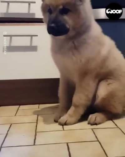 Food is coming! Food is coming!!