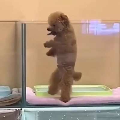 Pooch vibes ??