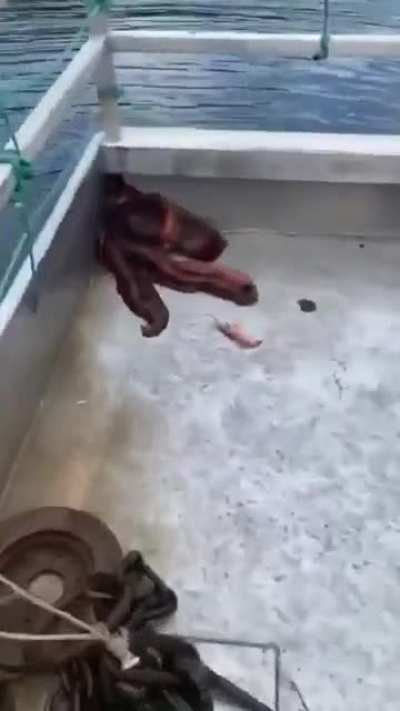 Octopuses are the creatures with the most flexible appendages in nature. ?