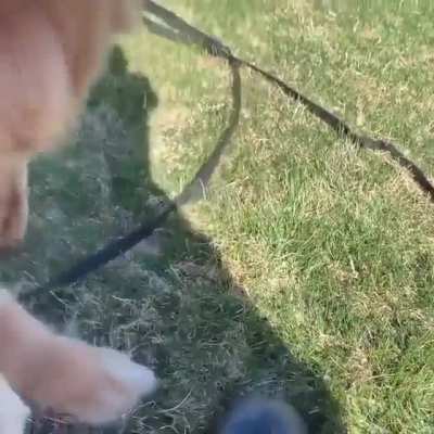 when you see a turtle for the first time ? poor turtle, doggo just wanted to be friends