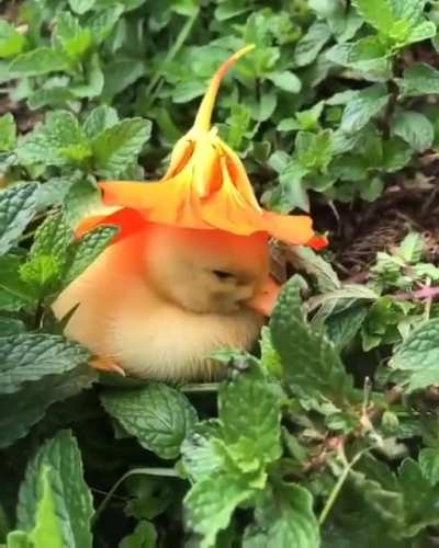 if u are feeling sad pls look at this cute duck ?