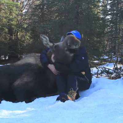 A very kind nice moose