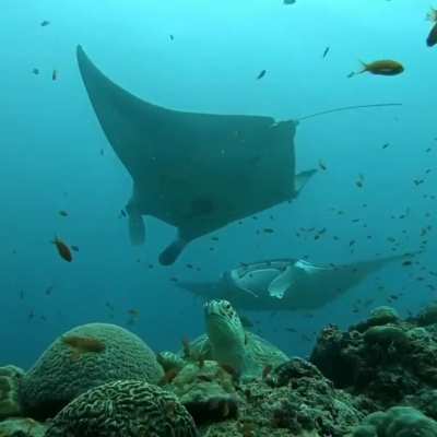 ? Giant green turtle, manta rays and a world under water