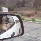 Get that air. Get it boy!