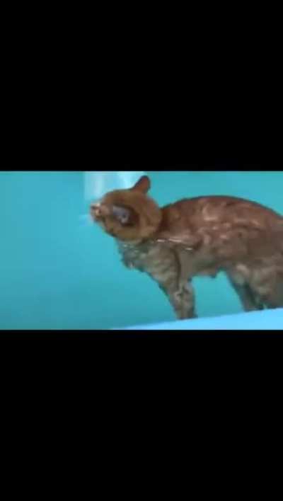 A cat floating in a swimming pool.