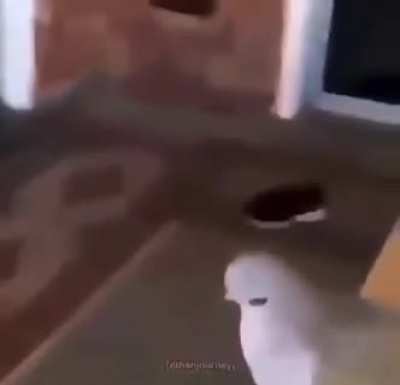 Birds arent real