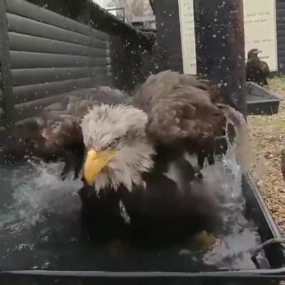 ? Rescued eagle angrily bathing
