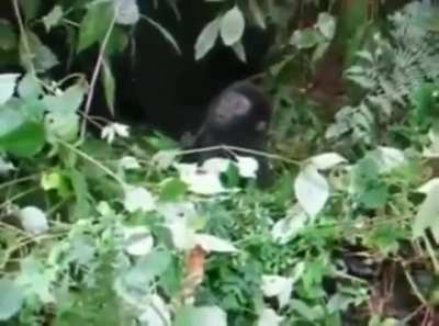 ? baby gorilla attempts first chest pump