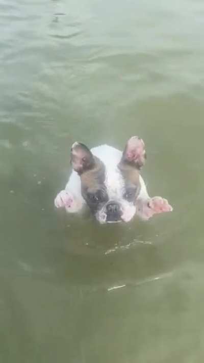 When you love the dog beach but you don’t like your front paws getting wet.